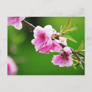 SpringCherries IV Postcard
