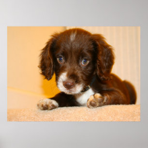 Springer Cocker Spaniel cross-breed puppy Poster