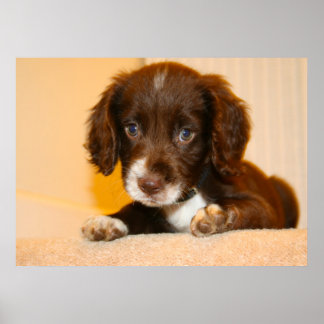 Springer Cocker Spaniel cross-breed puppy Poster