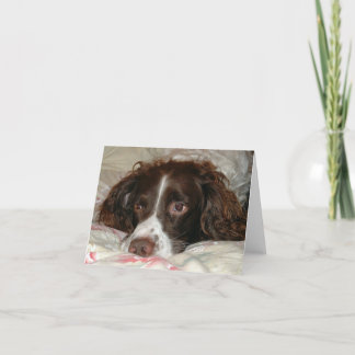 Springer Love Card