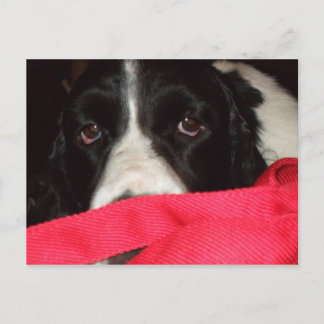 Springer Postcard