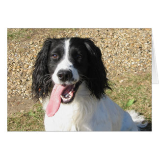 Springer Spaniel