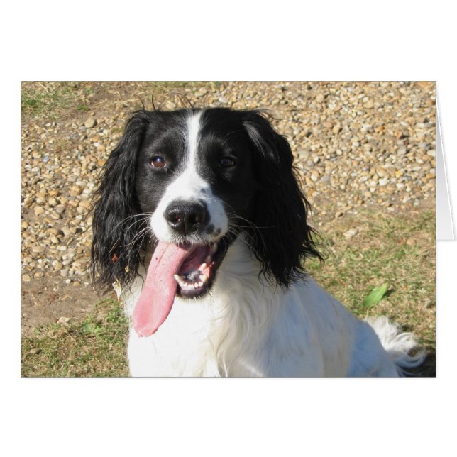 Springer Spaniel (Front Horizontal)