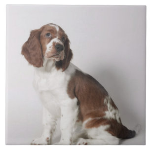 Springer spaniel ceramic tile