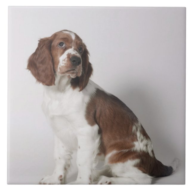 Springer spaniel ceramic tile (Front)