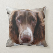 Springer spaniel cushion/springerface