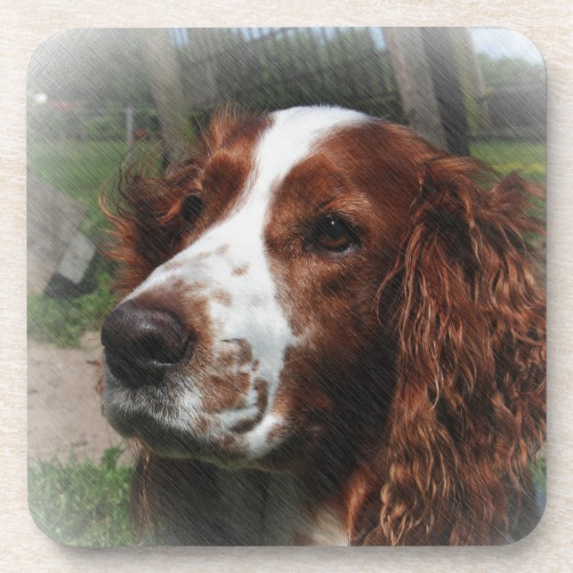 Springer Spaniel Dog Art Coaster (Front)