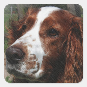 Springer Spaniel Dog Art Square Sticker