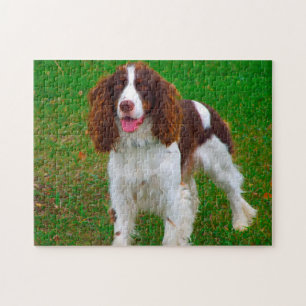 Springer Spaniel Dog Jigsaws. Jigsaw Puzzle