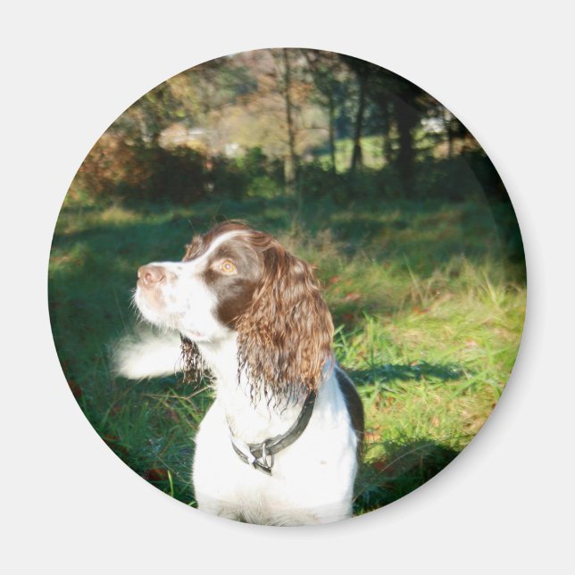 Springer Spaniel Dog Magnet (Front)