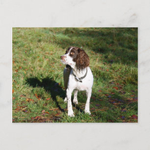 Springer Spaniel Dog Post Card