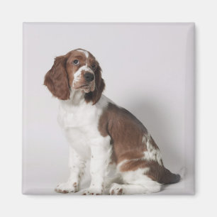 Springer spaniel magnet