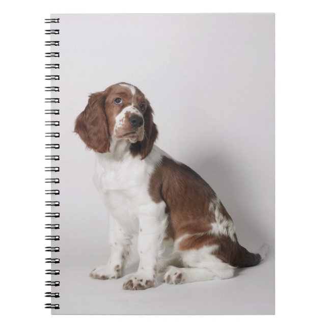 Springer spaniel notebook (Front)