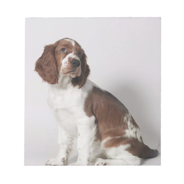 Springer spaniel notepad (Front)