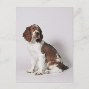 Springer spaniel postcard