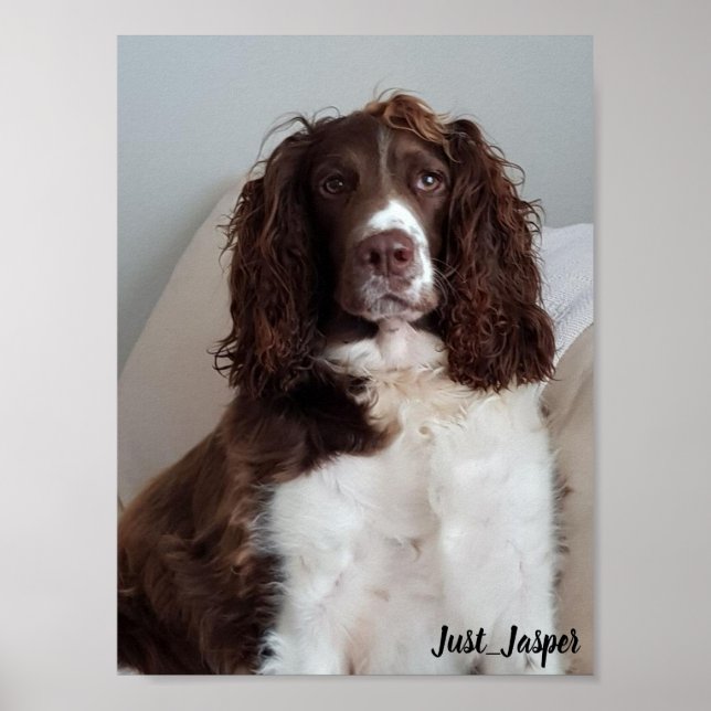 Springer spaniel poster (Front)
