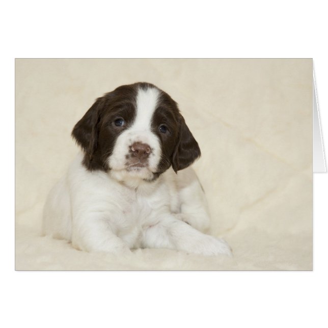 Springer Spaniel Puppy (Front Horizontal)