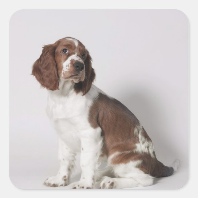 Springer spaniel square sticker (Front)