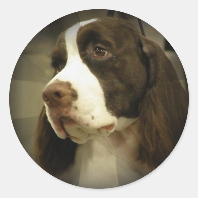 Springer Spaniel Sticker (Front)