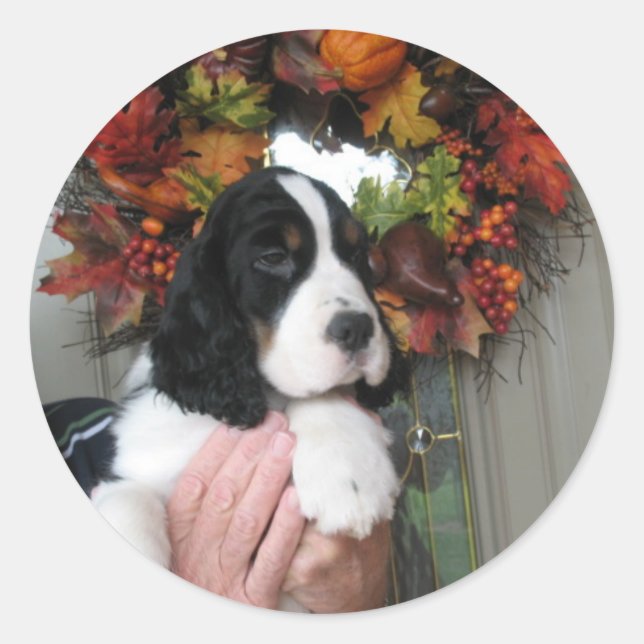 Springer Spaniel Stickers (Front)