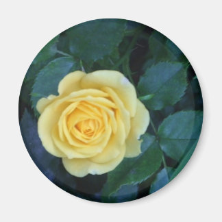 springpics 017 magnet