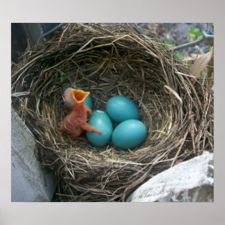 Spring's new arrival poster