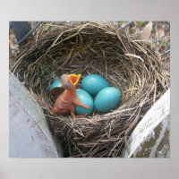 springs_new_birth_firstborn