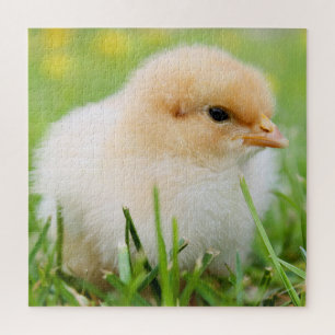 Springtime Baby Chick Jigsaw Puzzle