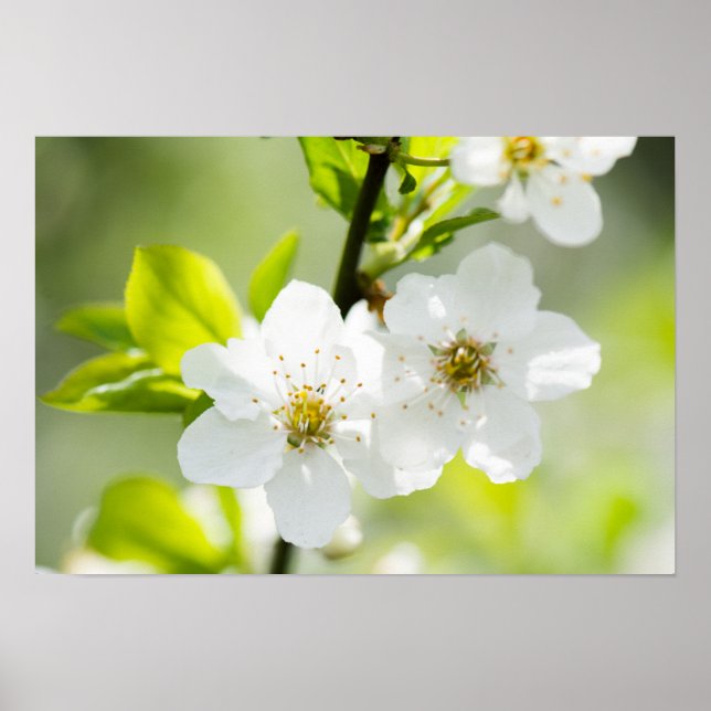 Springtime blooming poster (Front)