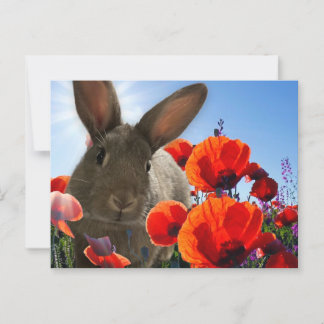 Springtime Bunny Postcard
