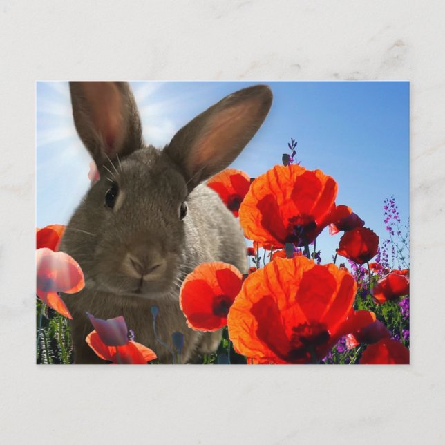 Springtime Bunny Postcard (Front)