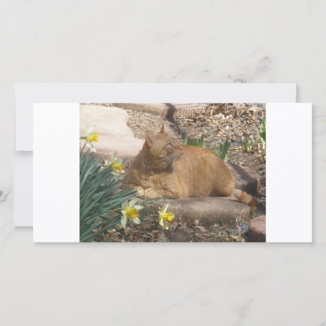 Springtime cat (Front)