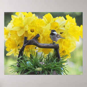 Springtime chickadee poster