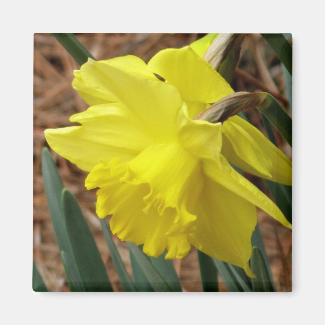 Springtime daffodil magnet (Front)