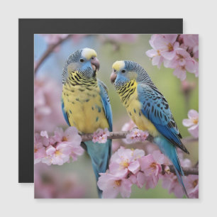 Springtime Harmony: Blue and Yellow Budgies