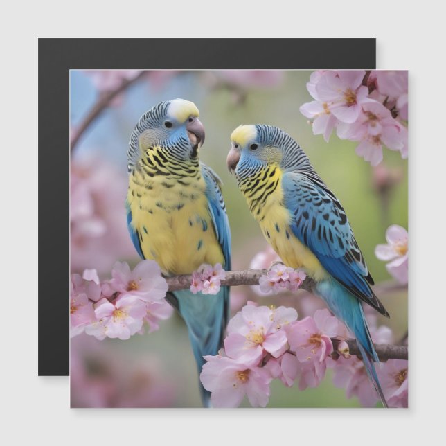 Springtime Harmony: Blue and Yellow Budgies  (Front/Back)