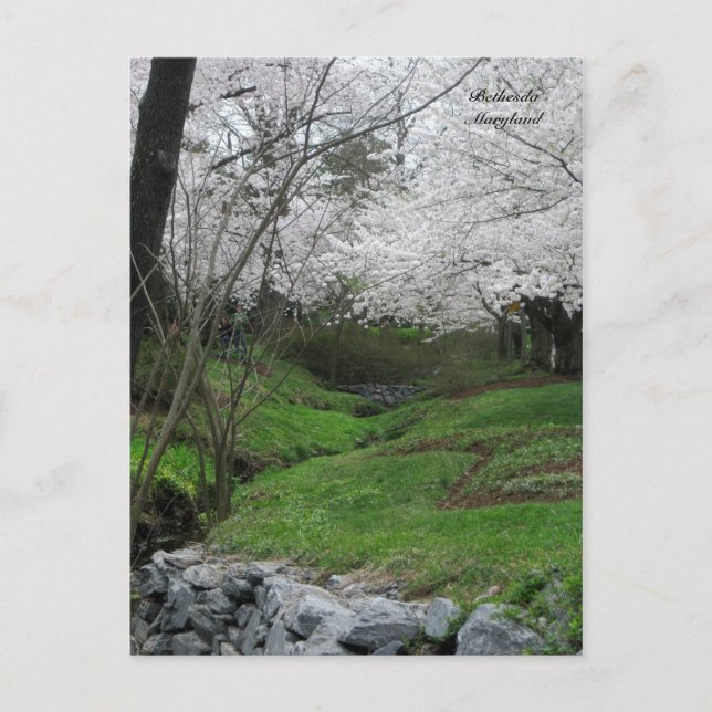 Springtime in Bethesda, Maryland Postcard (Front)