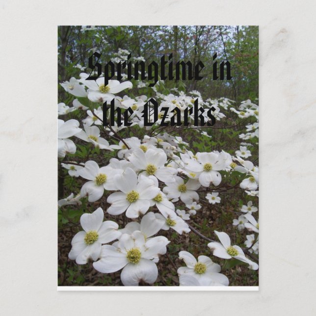 Springtime in the Ozarks Postcard (Front)