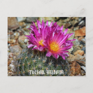 Springtime In Tucson Postcard