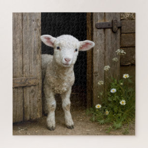 Springtime Lamb Standing In Barn Doorway Jigsaw Puzzle