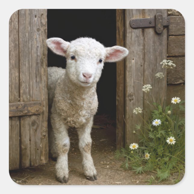 Springtime Lamb Standing In Barn Doorway Square Sticker (Front)