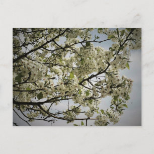 Springtime Postcard