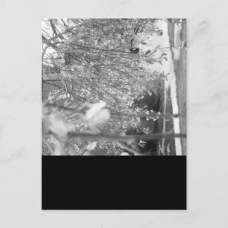 Springtime Postcard