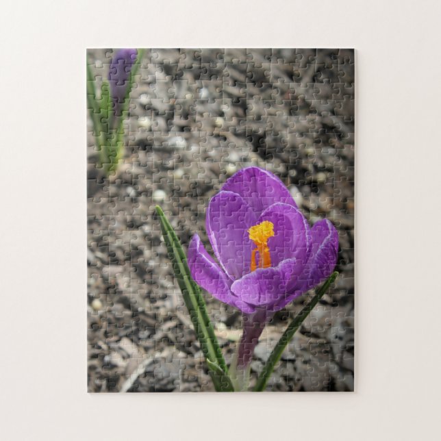 Springtime Purple and Yellow Crocus Flower Photo J Jigsaw Puzzle (Vertical)
