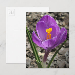 Springtime Purple and Yellow Crocus Flower Photo Postcard
