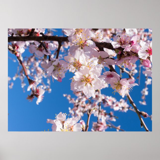 Springtime’s blossoming poster (Front)