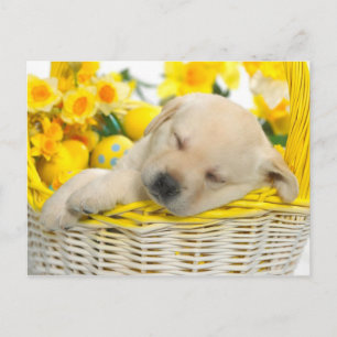Springtime snooze postcard