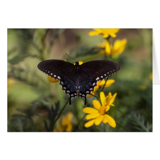 Springtime Swallowtail Butterfly (Front Horizontal)