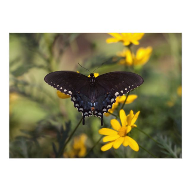 Springtime Swallowtail Photo Print (Front)