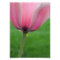 Springtime Tulip